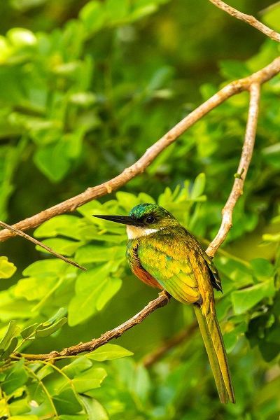 Caribbean-Tobago Rufous-tailed jacamar bird on limb